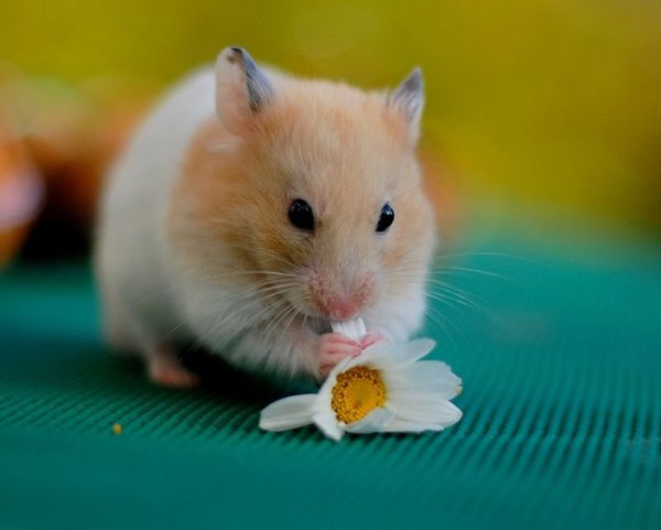 Милый хомяк