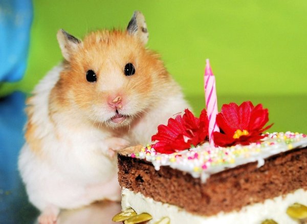 Хомяк с тортиком