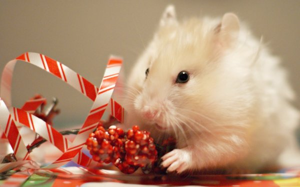 Новогодние сирийские хомяки
