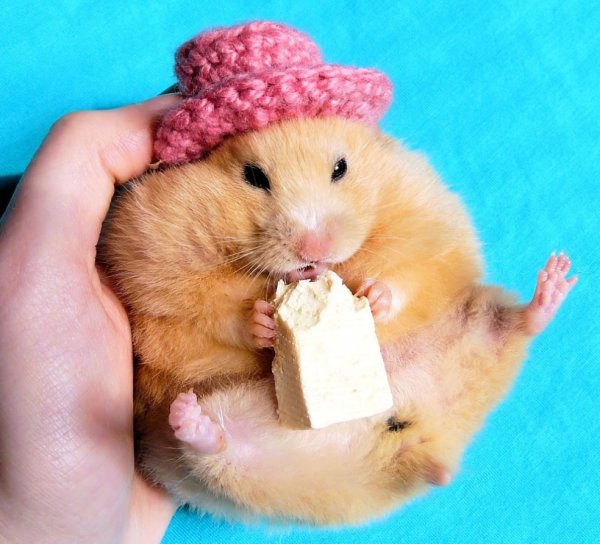 Хомяк сирийский