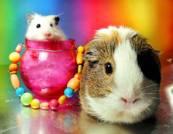 Разноцветные хомяки