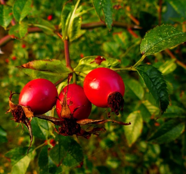 Шиповник Rosa Canina