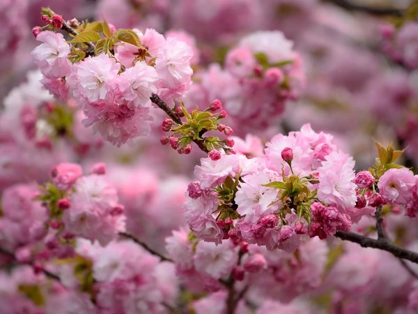 Сакура цветение растения