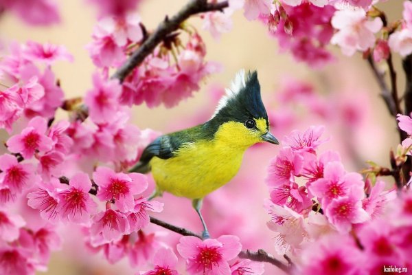 Птицы на Сакуре