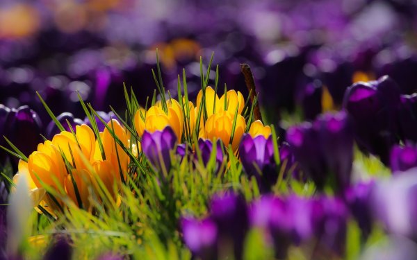 Яркие весенние цветы