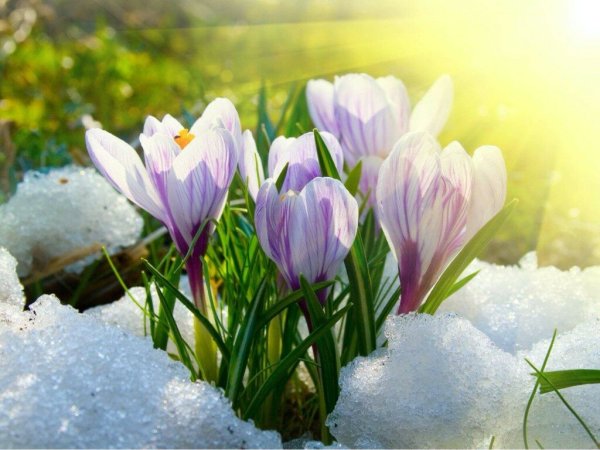 Весна подснежники солнце