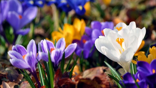 Апрельские крокусы