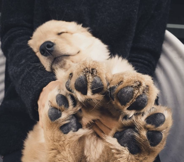 Кошачья лапа с когтями