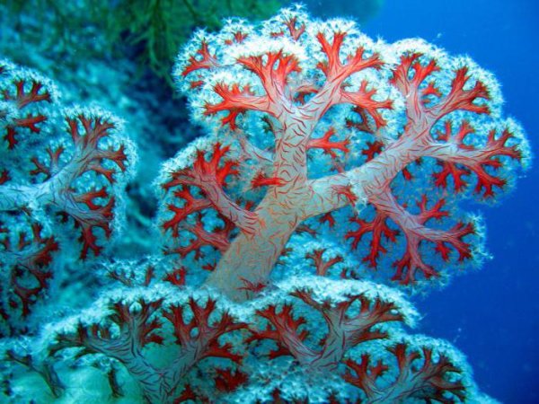 Коралловые полипы (Anthozoa)