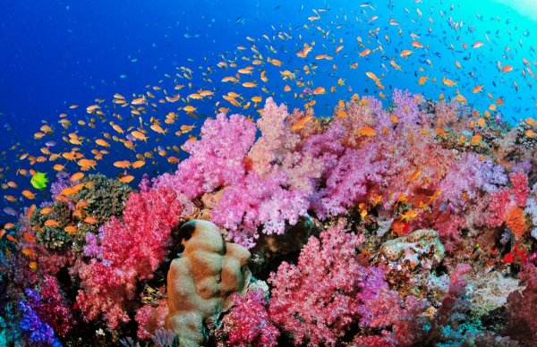 Картинки кораллы (45 фото)
