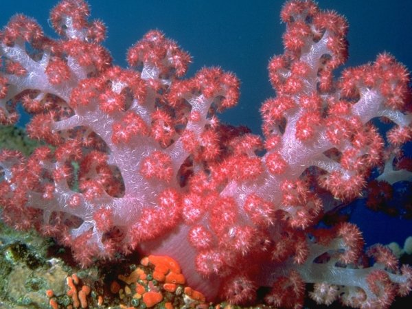 Коралловые полипы (Anthozoa)