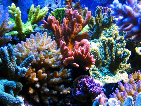 Коралловые полипы фильтраторы