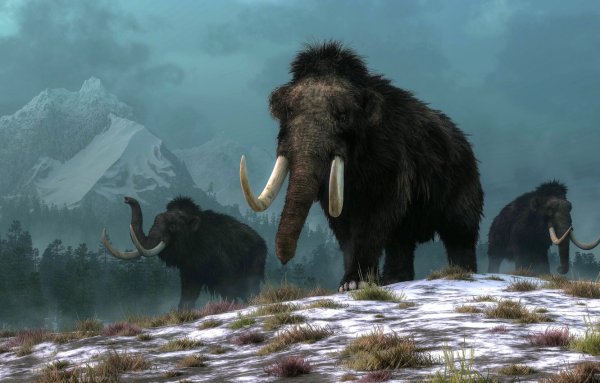 Woolly Mammoth