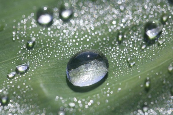 Капля воды на цветах
