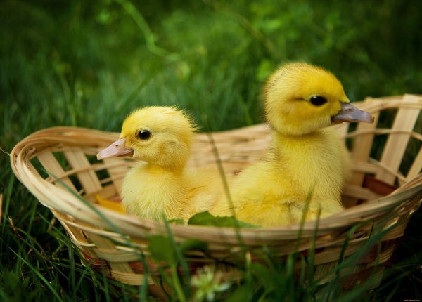 Гусята домашние
