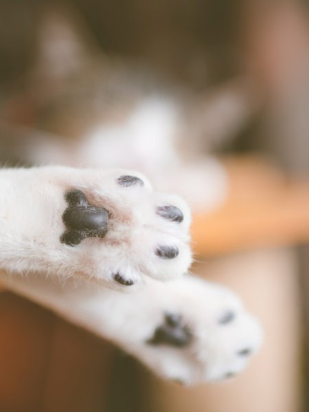 Кошачья лапа