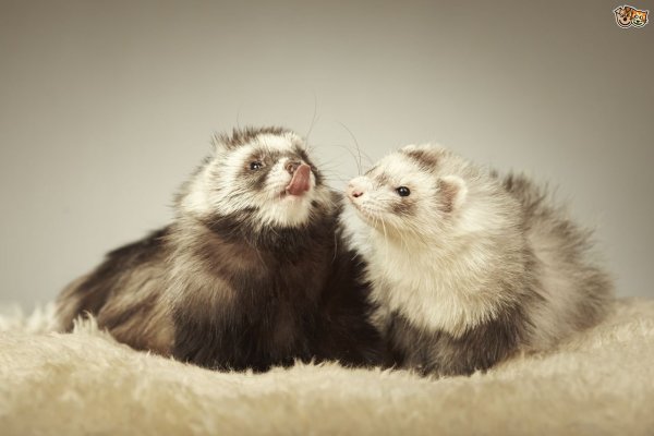 Хорек a Ferret