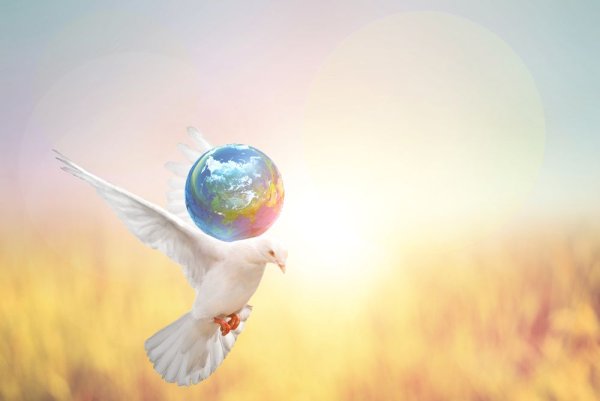 World Peace птица