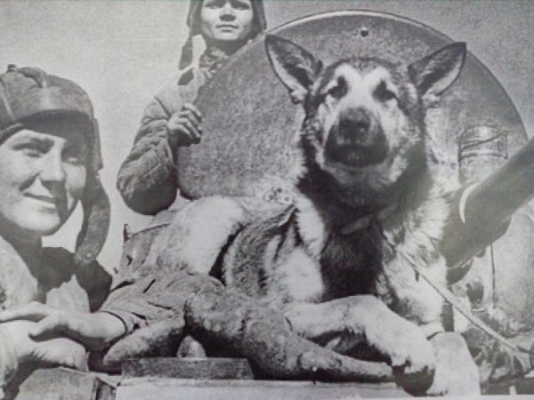 Картинки фронтовая собака (46 фото)