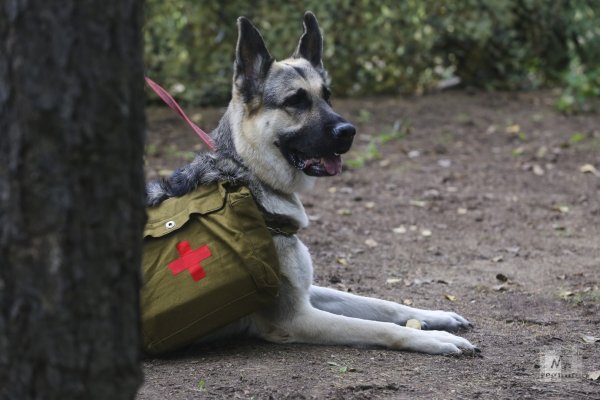 Пес Джульбарс