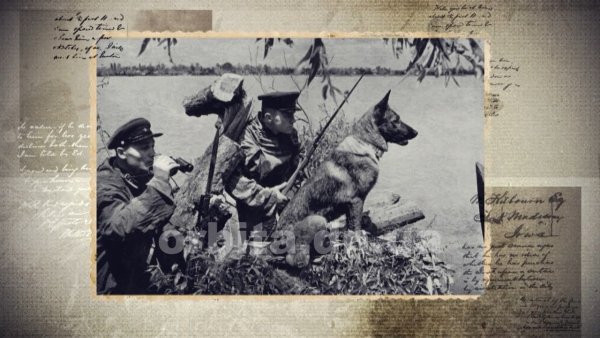 Собаки на войне 1941-1945