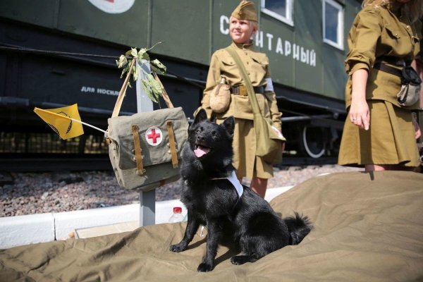 Немецкая овчарка 1945