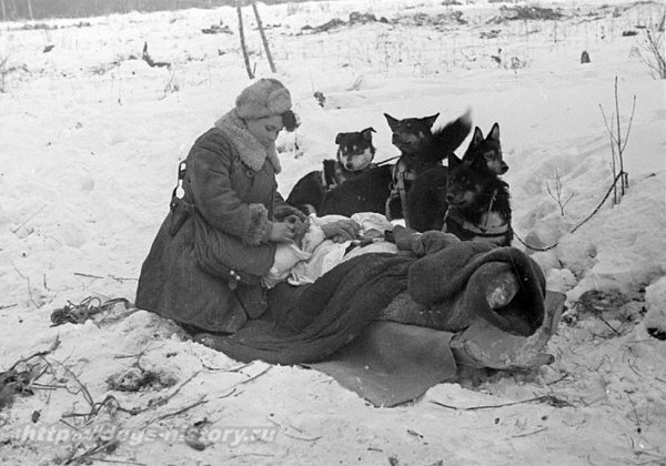 Собаки герои войны 1941-1945