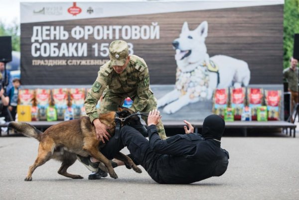 День фронтовой собаки