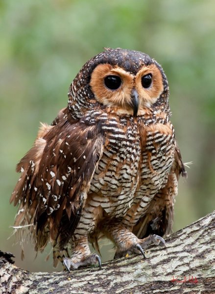 Strix seloputo
