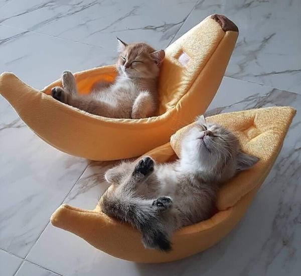 Котенок отдыхает