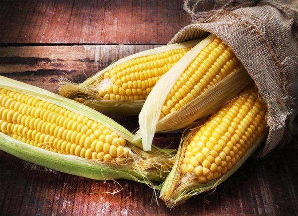 Кукуруза кормовая початок