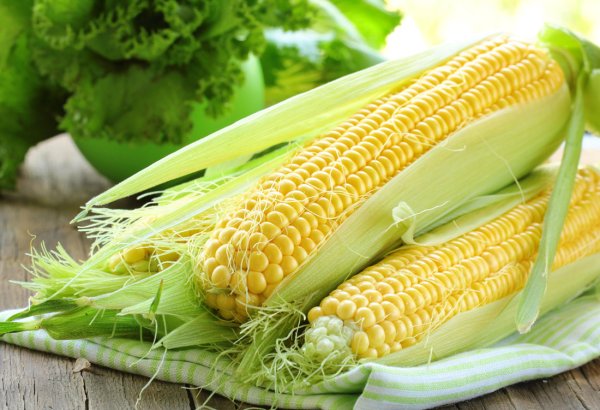 Зерновка кукурузы