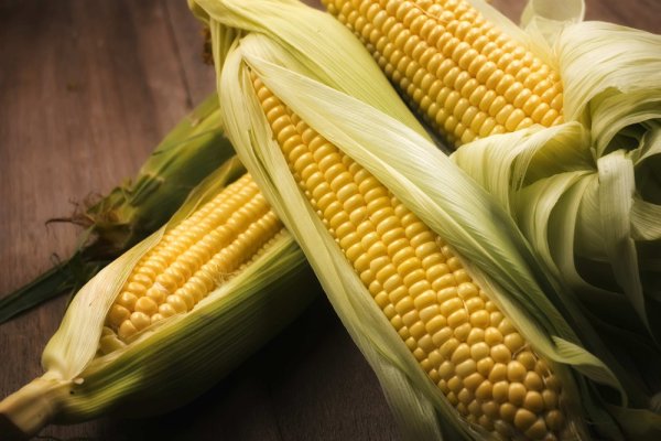 Картинки кукуруза (42 фото)