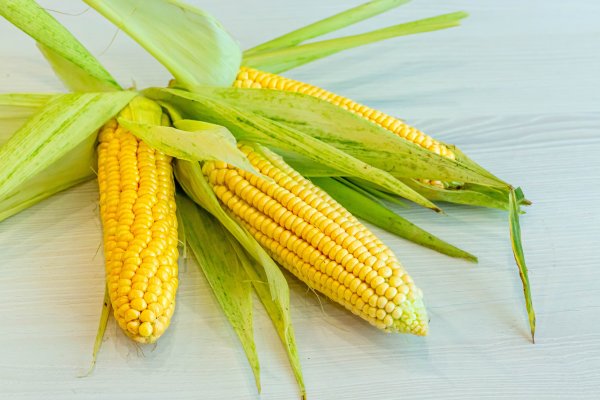 Початки кукурузы кукурузы