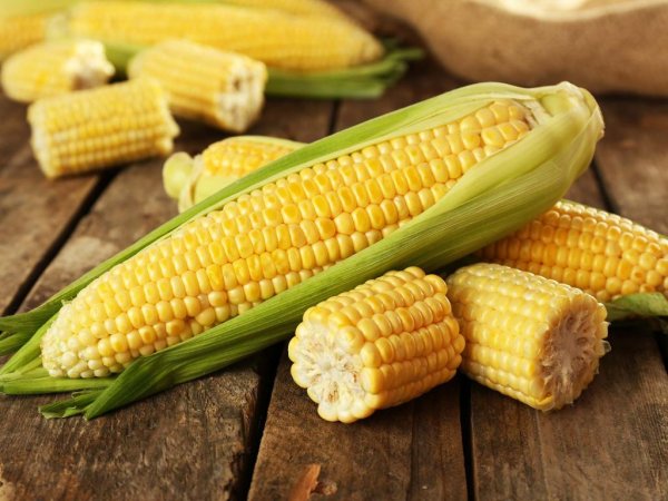 Кукуруза ГХ 5704 f1 6шт