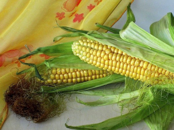 Качан кукурузы