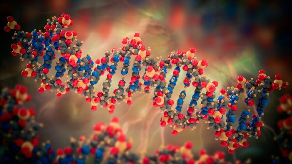 Коллаген ДНК