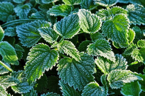 Мята в инее