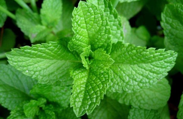 Мята перечная Méntha piperíta