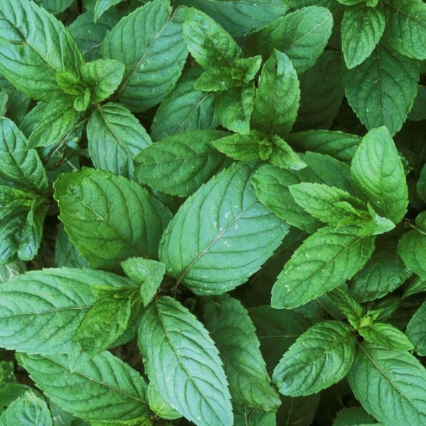 Мята остролистная