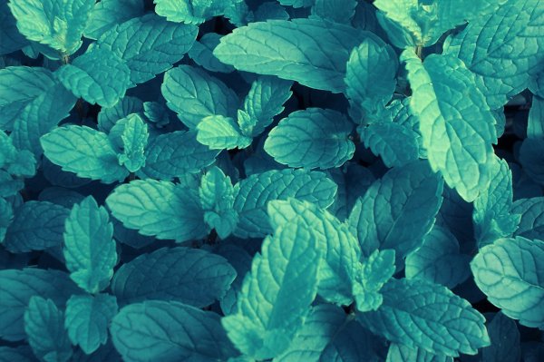 Мята Тини Лин