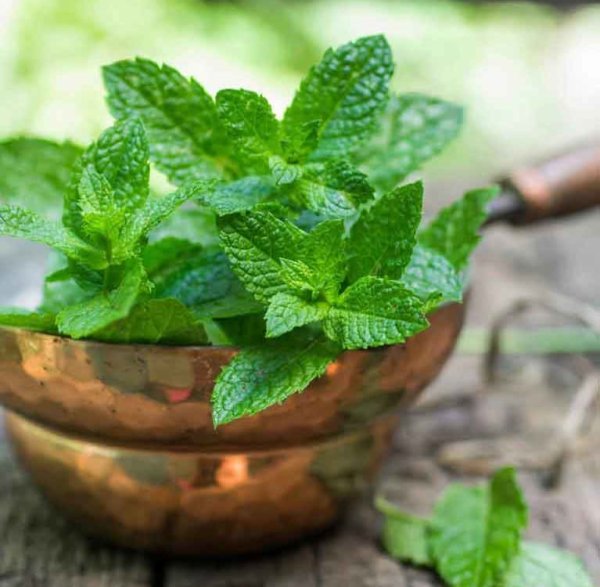 Мята перечная