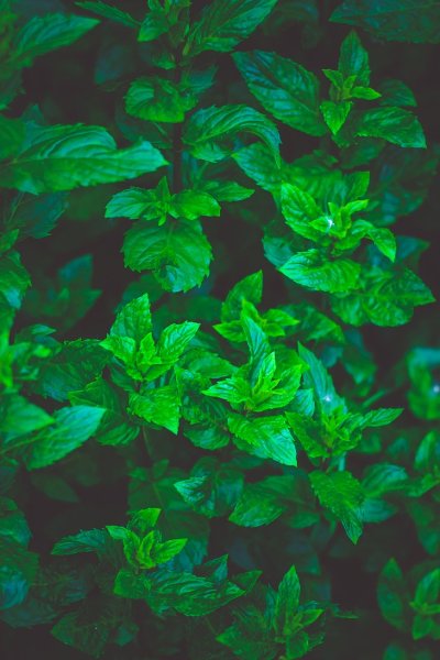 Мята перечная Эстетика