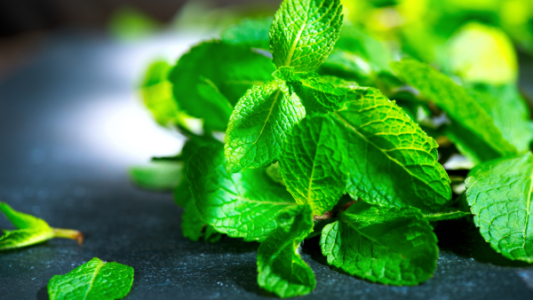 Мята длиннолистная