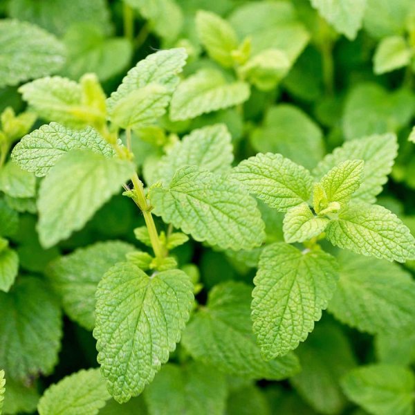 Мелисса лимонник