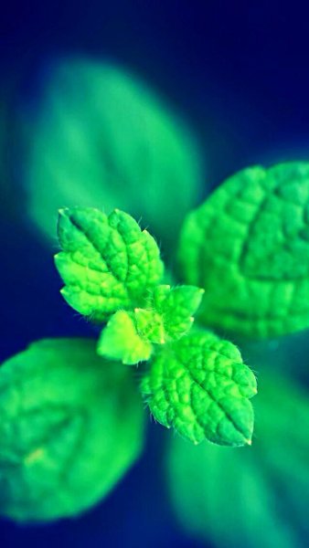 Цвет зеленой мяты