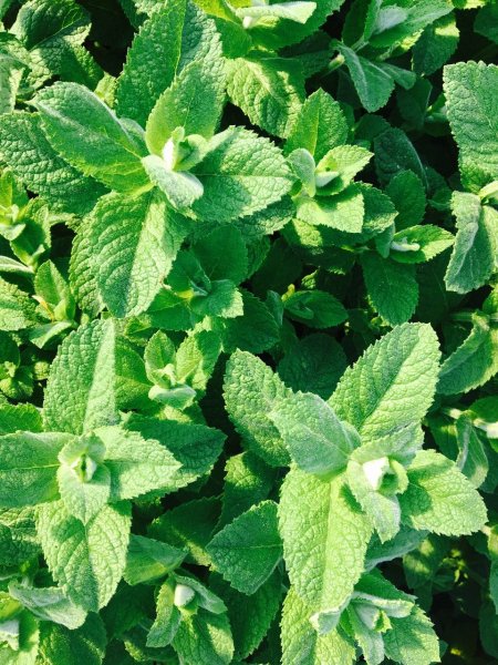 Мята перечная (Mentha piperita)