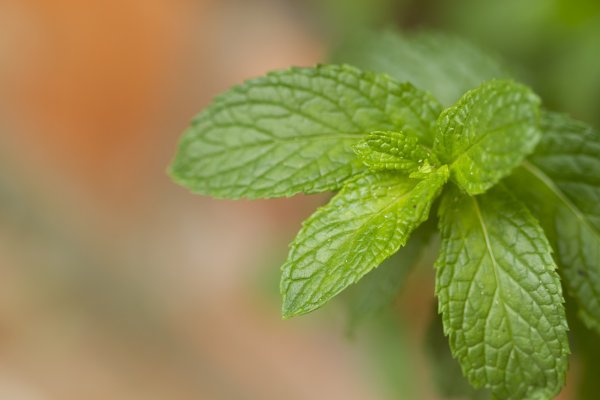 Mentha piperita пучок