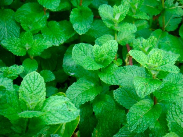 Мята Альмира