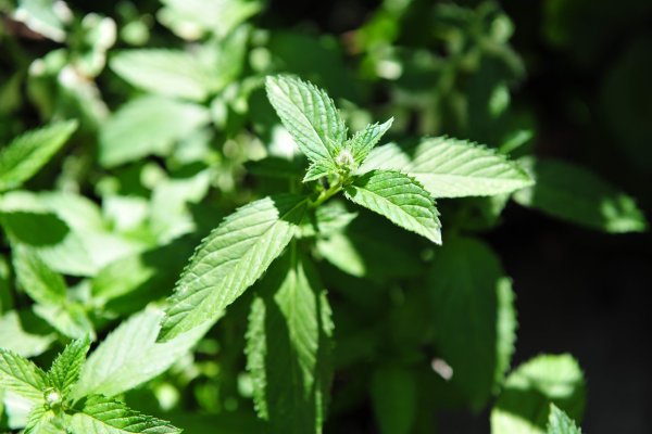 Мята перечная побег